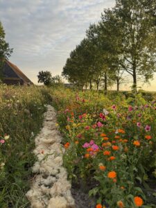 greidelan pluktuin greidelanbloeit