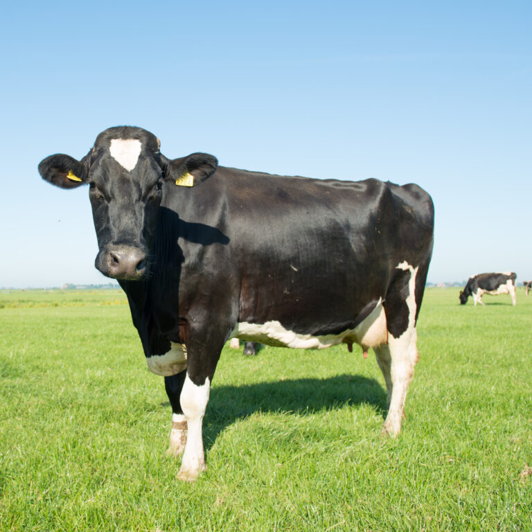 Koe melkkoe greidelan boeren zuivel